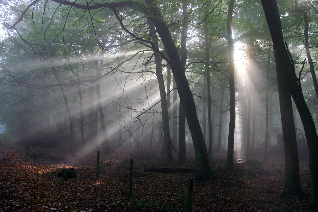Insights Of A Mediums Journey
